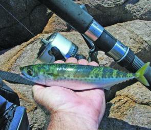 A live bait such as this slimy mackerel won’t last long in the water off Stockton and Nobbys breakwalls. Jewfish, big flathead and sharks are all patrolling, 