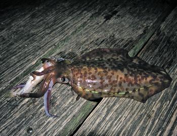 Night time is the perfect time to fish baited jigs for calamari.