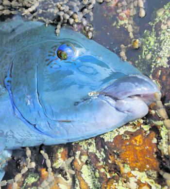 A big male groper is unmistakable with the metal blue colouring. 