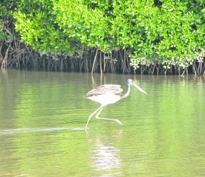 A jabiru stalking its prey in the shallows.