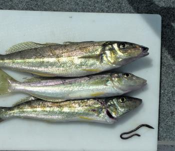 Three of the best whiting from the day laid out on the kitchen cutting board. 