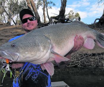 Kris Stiglic trolled this solid cod out of less than 2m of water on a spinnerbait! 