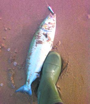 Some quality salmon are showing up along the Surf Coast beaches.