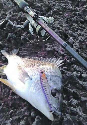 The author got this bream on a Bassday Sugapen on a recent sunset mission.