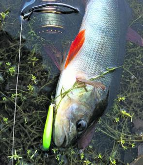 Redfin perch will start to hit lures with more regularity once the water warms.