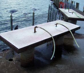 The fish cleaning facilities are first class and have a screen to keep the seals away. Watch out that they don’t sneak up behind you.