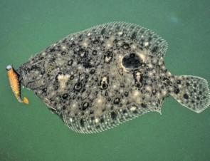 There are some thumping flounder in Wallaga that are happy to attack a lure.
