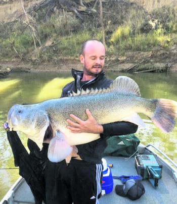 Check out this monster cod caught on a Codger lure in the Goulburn.