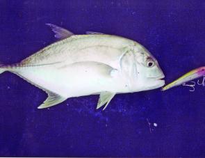 A typical Burrum River trevally taken on a Tropic Angler lure. 