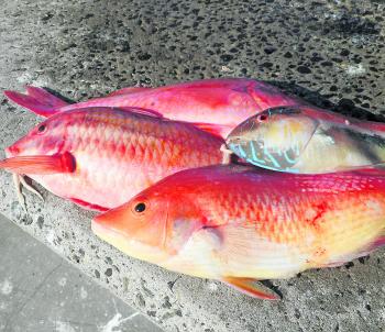 Maori wrasse, pigfish and goatfish (or red mullet as some prefer), are common winter fare for the shallow water bottom bouncers.