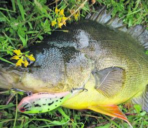 Golden perch and Murray cod will be pretty active this month. Use large lures for the Murray cod and smaller lures like this Mazzy Vibe lipless for plenty of goldens.