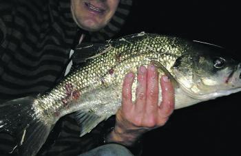 Justin Shankland with a massive bass out of Hazelwood Pondage caught at night on a 100m Squidgy soft plastic.