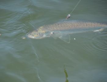 Salmon will often feature in catches within the estuaries in the cooler months.