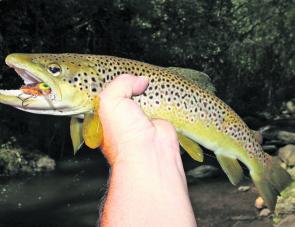 A long and slender brown trout that made the mistake of trying to eat the author’s Eddy lip rippa in the Snowy Creek, which is a main tributary of the Mitta Mitta River.