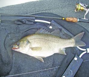 This plump bass took a polycarbonate Shake & Bake blade and was quickly released.
