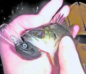 Hopefully many of these little guys were made during the Winter bass spawning season. 