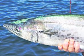 Wire is a necessity for spotted mackerel. 