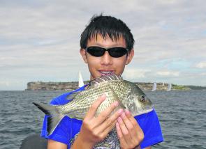 Bream have moved down the Harbour in big numbers.