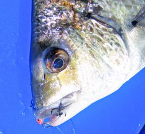 Bream were still spawning in late September on local beaches.