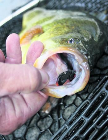 Lures that when hopped look like yabbies, crays or shrimp are deadly on golden perch this month. This one fell to a blade but rubber vibes and skirted jigs will also be great hopping lures this month.