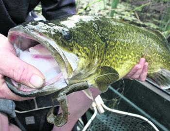 Another great lure for imitating crustaceans like yabbies are twin curl tailed soft plastics like this Insanity Tackle model pictured in the beautifully marked cod’s mouth.