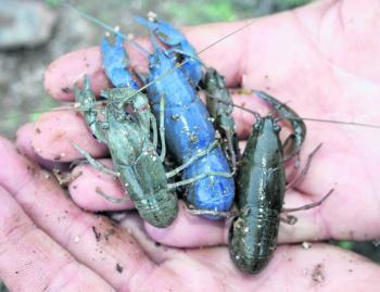 This is what it is all about this month the super tasty yabby. If you aren’t using it as bait your best bet will be to use one of the suggested lures to try and emulate one.