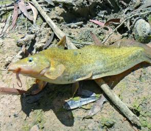 Eel-tailed catfish have been abundant in the Wimmera River around Horsham.