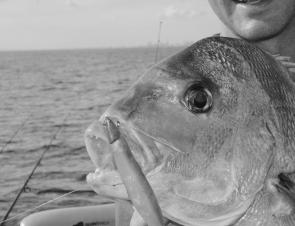 Most snapper are caught on bait, but this big fella took a liking to a soft plastic.