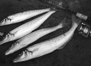 February is well known for it's great King George whiting captures at Apollo Bay.