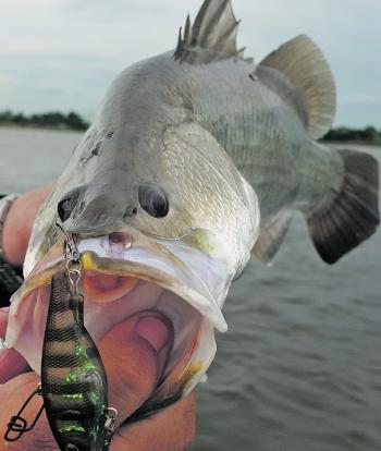 The techniques and tips in this article work on a whole host of fresh and saltwater species.