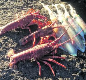 Late season male crays and southern calamari. The crays are now off the menu but the calamari will make up for it.