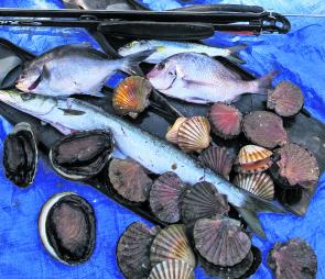 Scallops, abalone, snook, sea sweep, salmon and snapper are all prime targets in September.