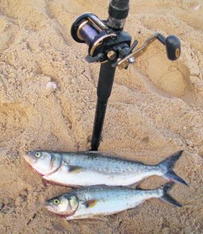 A couple of winter salmon caught by the author on a recent surf fishing trip.