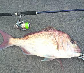 A typical-sized snapper taken off the ripples on soft plastic. Perseverance was the key!