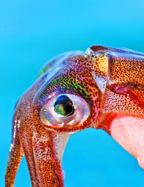 The increasingly popular cephalopod known assouthern calamari. Photo courtesy Emily Guy.