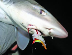 A nice Princetown beach gummy shark taken after dark on a 8/0 Black Magic snapper snatcher2