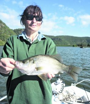 Estuary perch are common by-catch at this time of year. They should be returned to the water quickly.