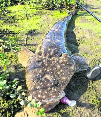 While the water temperature stays up the flathead fishing will continue to fire.