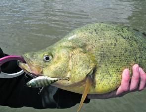 Golden perch are currently being caught in the Campaspe River on slowly retrieved lipless crankbaits.