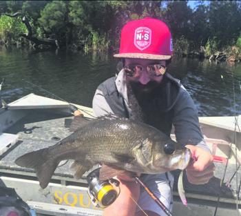 The bearded warrior pulled this perch up the river on a bent minnow –this is do or die fishing!