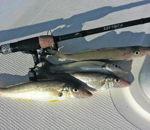 These whiting were tagged with light gear while anchored at yellow patch with the 2-4kg Omen.