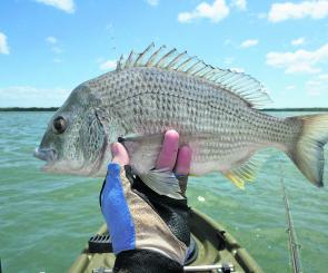 A handful of flats bream were taken on a ZMan soft plastic paddle-tail.