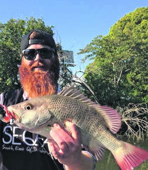 Chris ‘Big Red’, another jack addict, is up to his tricks again taking down the holy grail of estuary fish, the mighty mangrove jack. It went 50cm and was released.