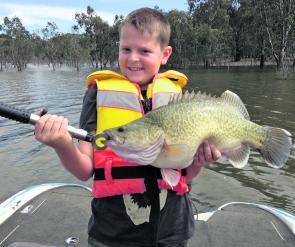 There has been a cracking number of cod caught while chasing yellowbelly from all parts of the lake.
