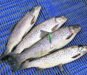 Four great sea run trout – the perfect (and tasty) way to kick the season off.