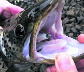 Derwent bait-feeding trout can get very greedy – this is a 3” plastic down that throat!