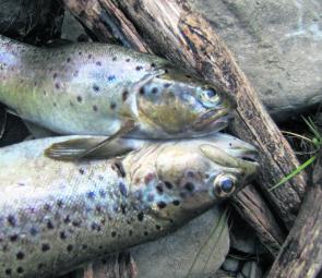 A lovely brace of Supply River trout.