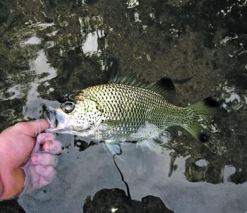 Jungle perch are too valuable to not release.