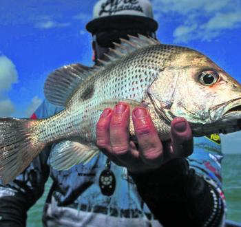 Brendan Lowe scored several small golden snapper (chopper) on light gear and plastics in the shallows. At around 50cm they are great on the plate.