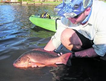 Mangrove jacks are such a valuable part of the Gold Coast’s fishery, so most choose to release 99% of their catch.